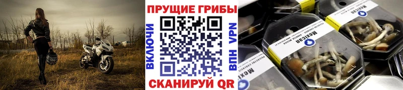 Галлюциногенные грибы прущие грибы  купить наркотик  Новая Ладога 